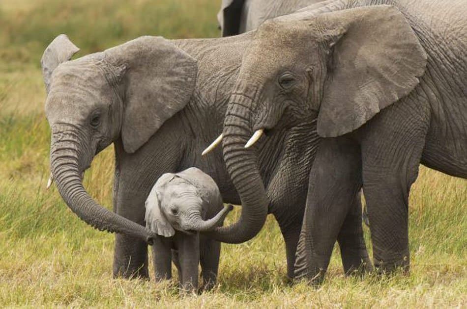 13 Days Trip Essential Uganda