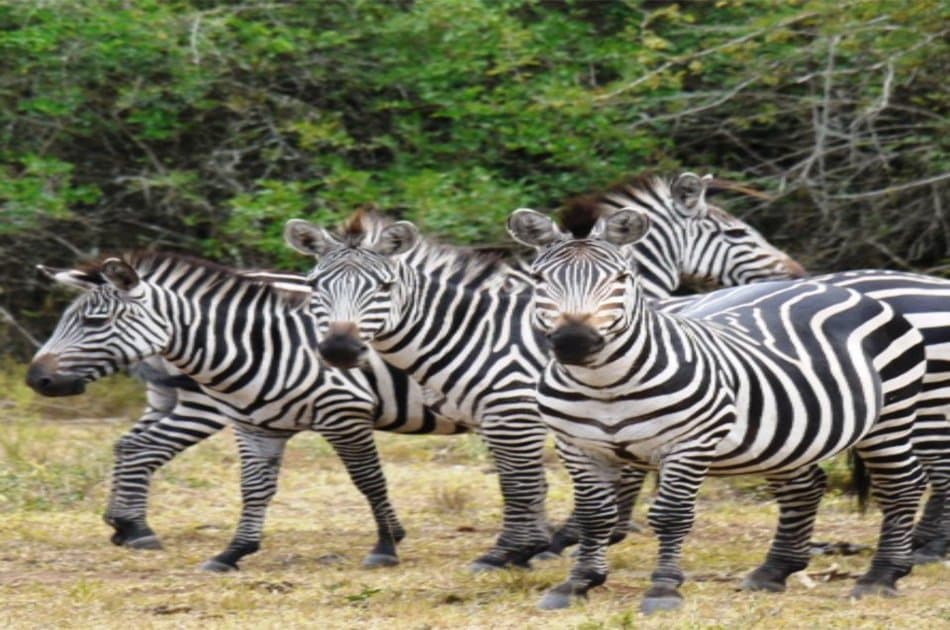 3-Day Queen Elizabeth Uganda Safari Tour