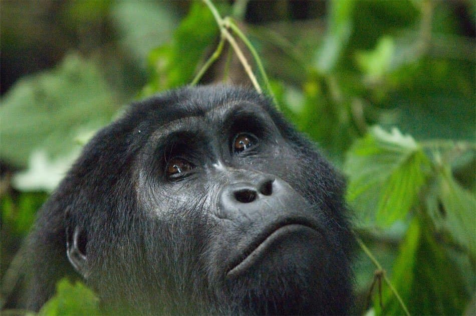 5 Days Bwindi, Lake Bunyonyi And Lake Mburo