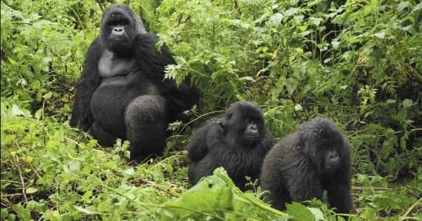 6-day Private Uganda Primate Explorer