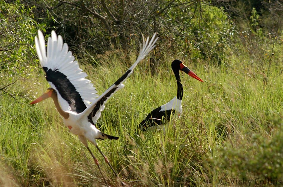 7 Days Murchison Falls, Semliki &amp; Kibale Forest