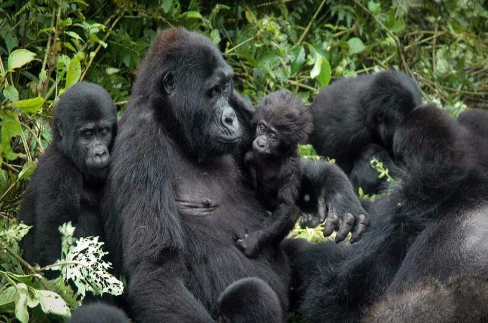 8 Days Private Tour in Uganda Forests