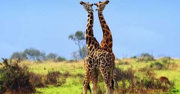 9 Day Safari From Kampala