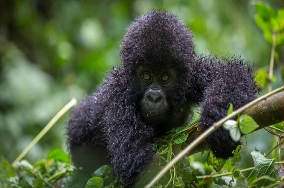 9 Day Safari From Kampala