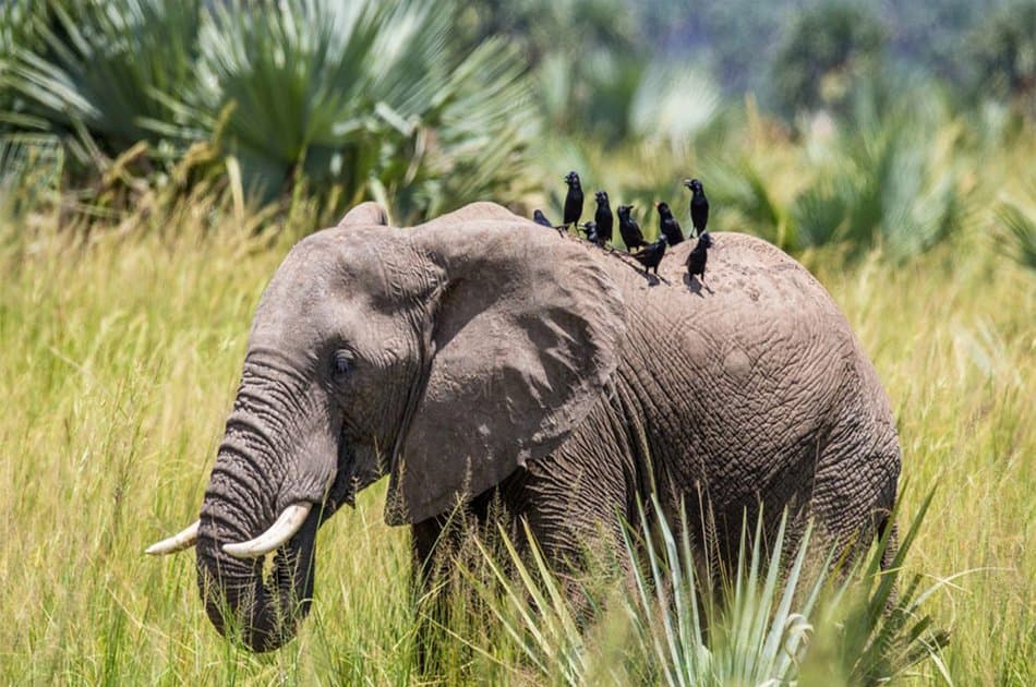 9 Days Uganda Safari Encounter