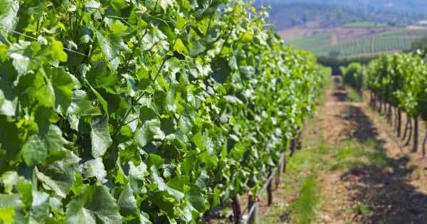 Casablanca Valley - The Wine Route Private Tour