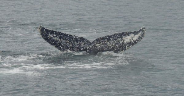 Dont miss this visit to Punta Arenas were you will see Whales ,Penguins & Glaciers