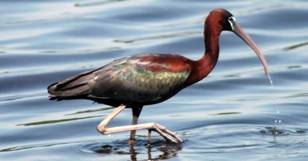 Bird Watching Tour to El Fayoum from Cairo