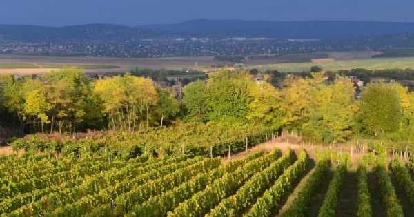 Private Etyek Wine City Tour