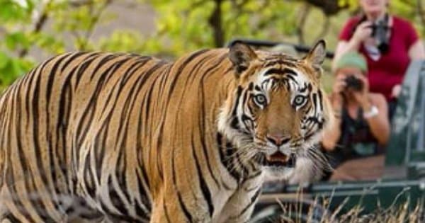 07-Days Golden Triangle Private Tour and Ranthambore Wildlife Safari from Delhi