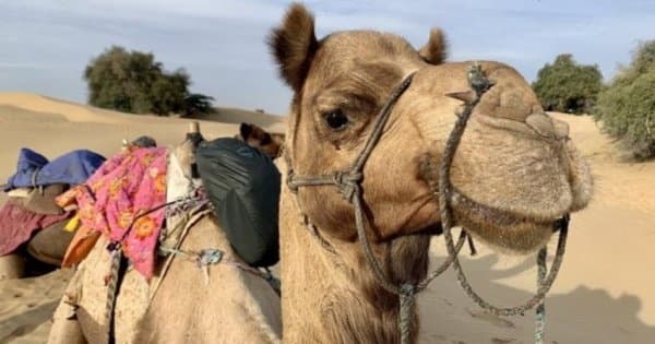 Camel Safari With Folk Dance & Marwari Dinner