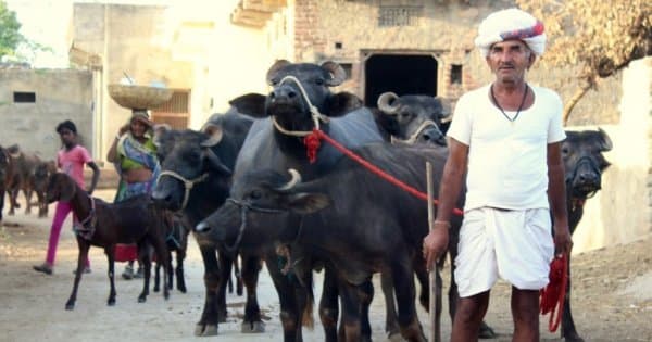 Ekling ji & Nagda Temple with Village Experience...from Udaipur