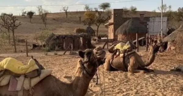 Overnight Camping With Camel Safari Tour In Jodhpur