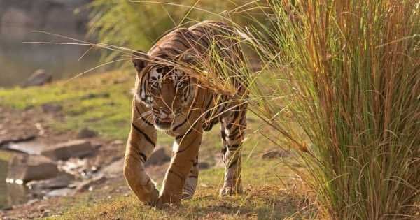 Private 3 Day Ranthambore National Park Tour from Delhi