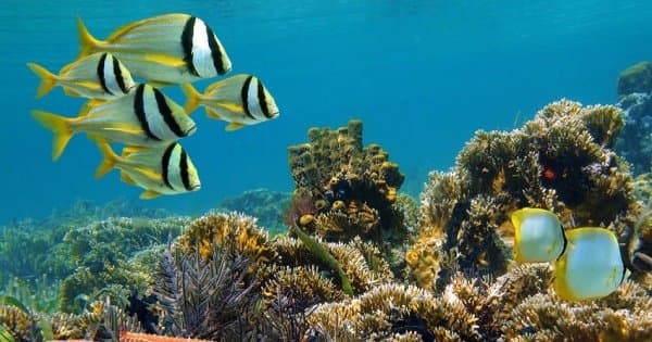 2 Day Bali Adventure: Bedugul, Mt Ljen Blue Fire Trek, Menjangan Island Snorkeling