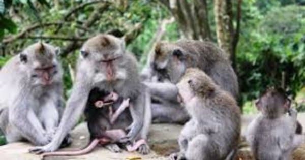 Enjoy a Half Day Ubud Tour when in Bali