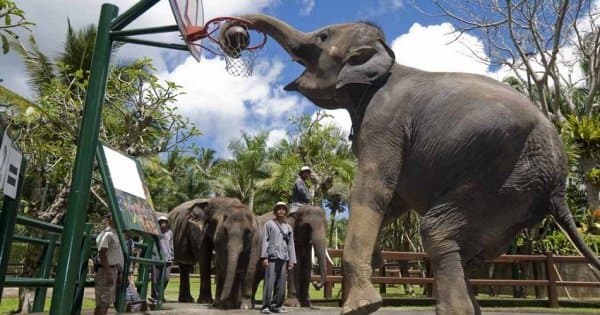 Enjoy a Thrilling Bali Elephant Ride Tour