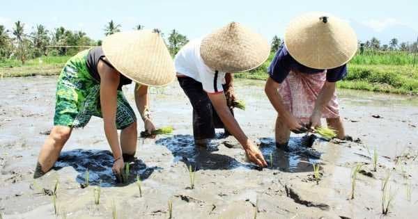 Experience Balinese Daily Life (with visit to Jatiluwih)