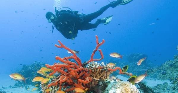 Experience Diving from shore 8 Days Private Tour