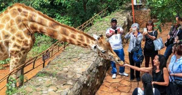 3 hour Tour of Karen Blixen Museum and Giraffe centre