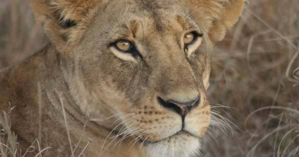 4 Days Lake Nakuru/Masai Mara Group Safari