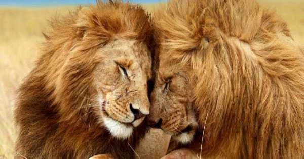 5-Days Masai Mara-Lake Nakuru-Sweetwaters