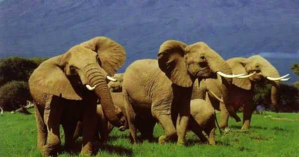 6-Day Masai Mara, Nakuru, Amboseli Luxury Safari