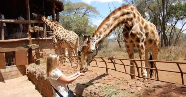 Daphne Sheldricks, Karen Blixen Museum & Giraffe Centre Tour in Nairobi