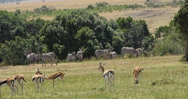 Flying Safari Package 3 Days 2 Night Masai Mara