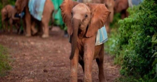 Kenya Heartwarming Half Day Safari of an Elephant Orphanage & Giraffe Centre