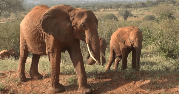 Kenya Wildlife New Frontiers