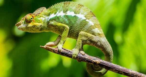 12 Day Madagascar 1000 Vies Tour From South Africa