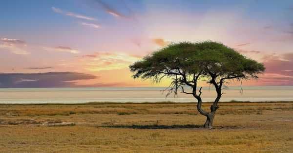 Bushman Tribe & Wildlife – Accommodated Tour