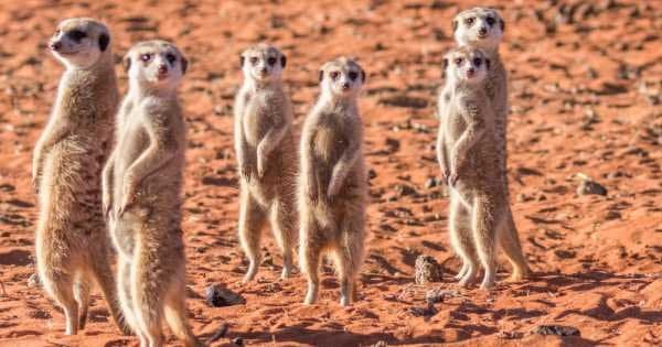 Himba Tribe & Wildlife – Accommodated Tour