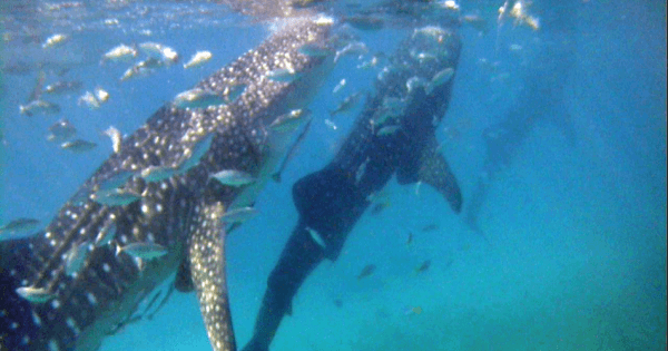 Whaleshark Private Interaction with Kawasan Falls from Cebu City