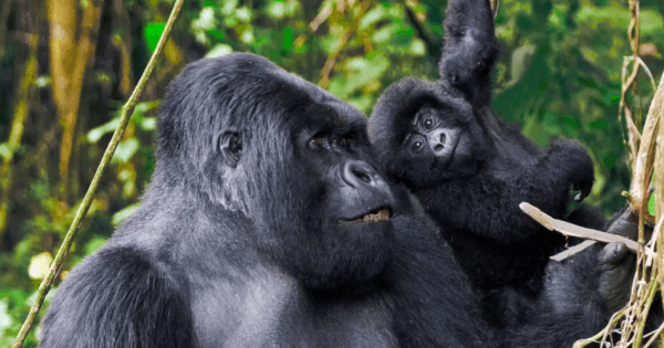 Full Day Rwanda Gorilla Trekking Tour