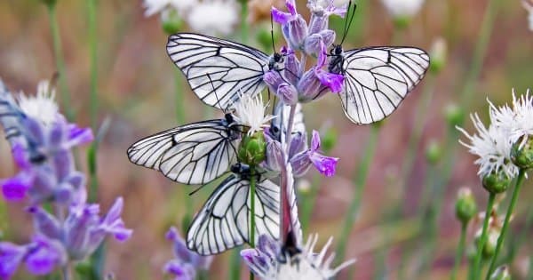 Butterflies & Insect Kingdom Entrance Ticket