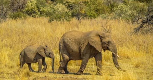 3 Days in Pilanesburg National Park