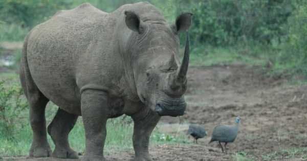 Hluhluwe Imfolozi Game Reserve Tour From Durban