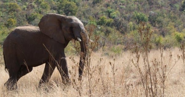 Pillannesburg National Park Open Vehicle Day Safari from Johannesburg