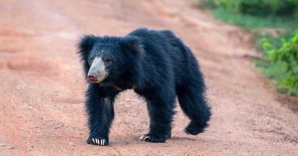 Private Safari: Bundala National Park