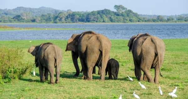 Private Safari: Kumana National Park