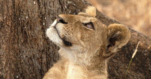 14 Days Kilimanjaro Trek, Marangu Route & Camping Safaris