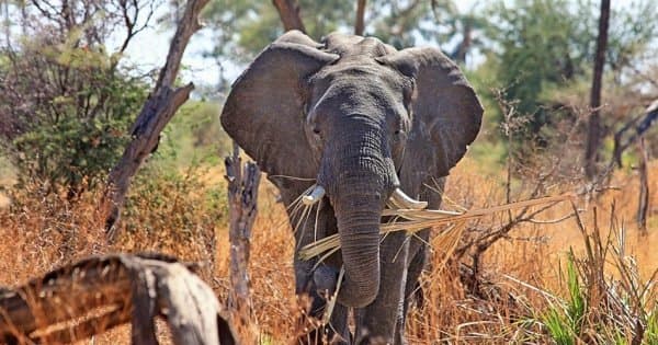 3 Days/2 Nights Safari to Lake Manyara/Ngorongoro Crater/Tarangire National Park