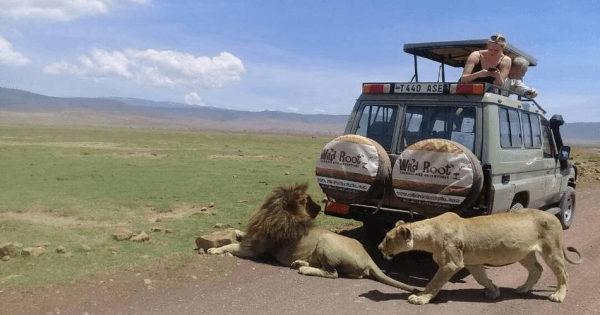 4-Day The Great Wildebeest Calving Migration Safari