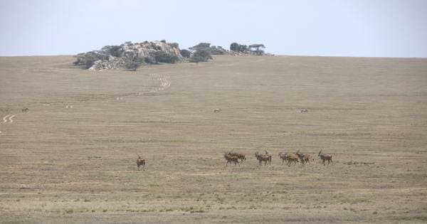 5 Day Tanzanian Scenic Safari