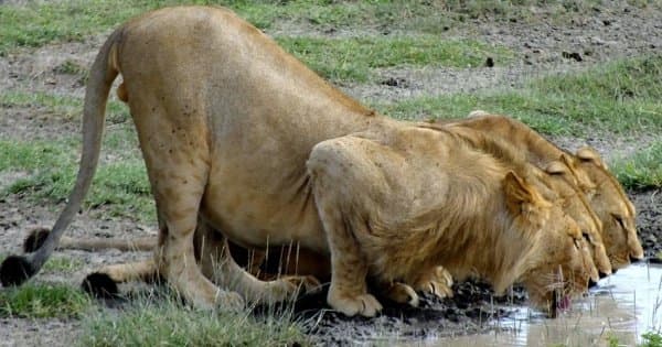 5 Days Safari in Lake Manyara/Serengeti Plains/Ngorongoro Crater