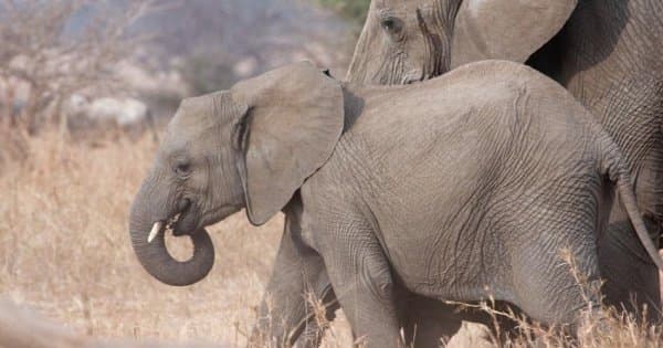 8 Days Migration of Wildbeest Safari Ngorongoro Crater/Serengeti Plains/Ndutu Area