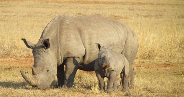 9 Days/8 Nights Safari – Lake Ndutu/Serengeti National Park/Ngorongoro Crater