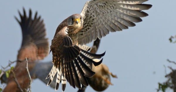 9 Days – Northern Circuit Small Group Safari -Tanzania